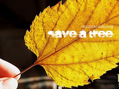 Adopt a Cedar
